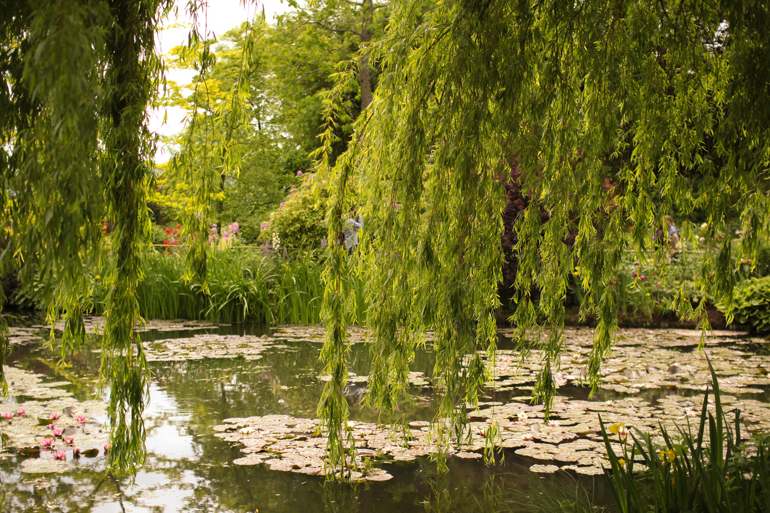 Water Lilies and Willow Tree in Monet's Garden