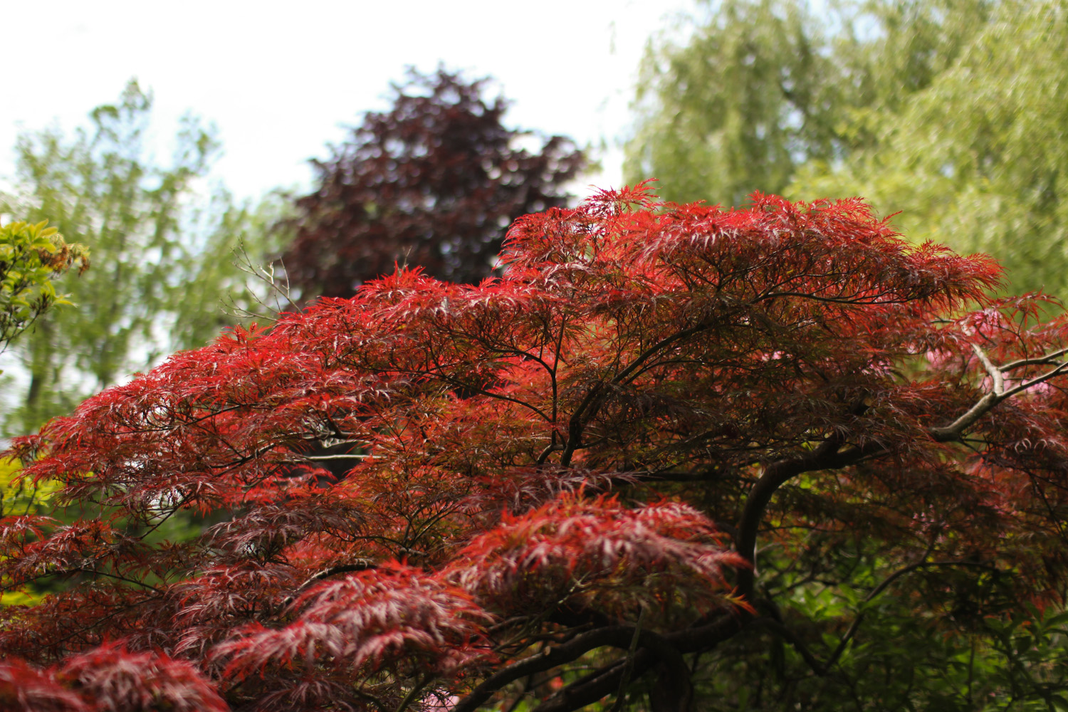 Japanese Maple in Monet's Garden, Giverny