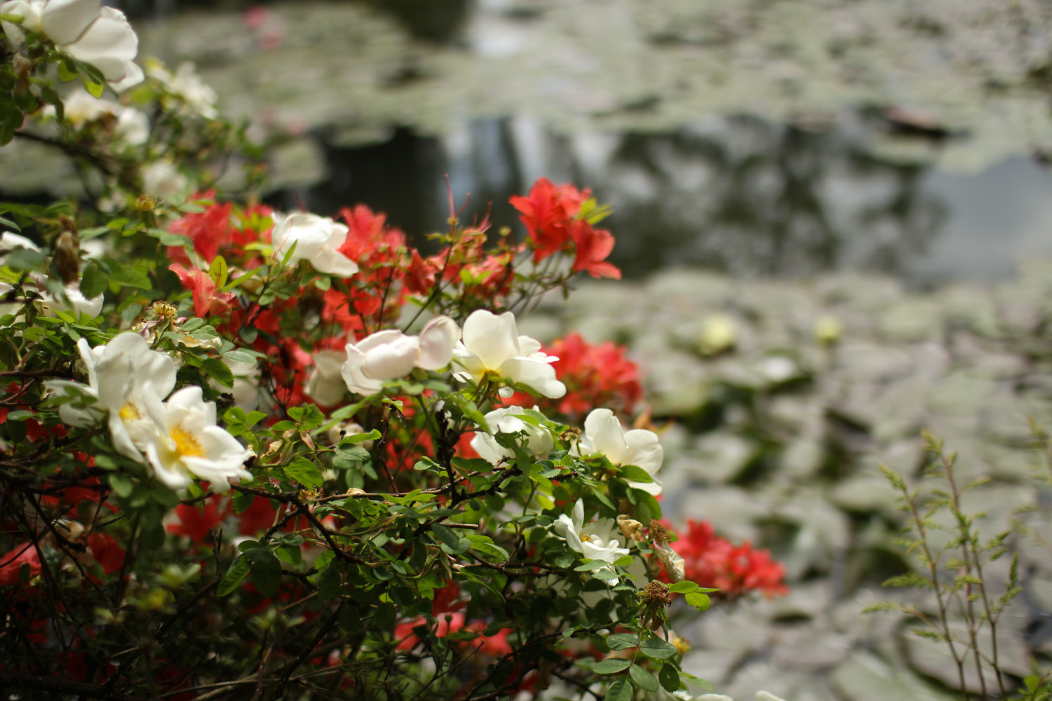 Flowers in Monet's Garden, Giverny