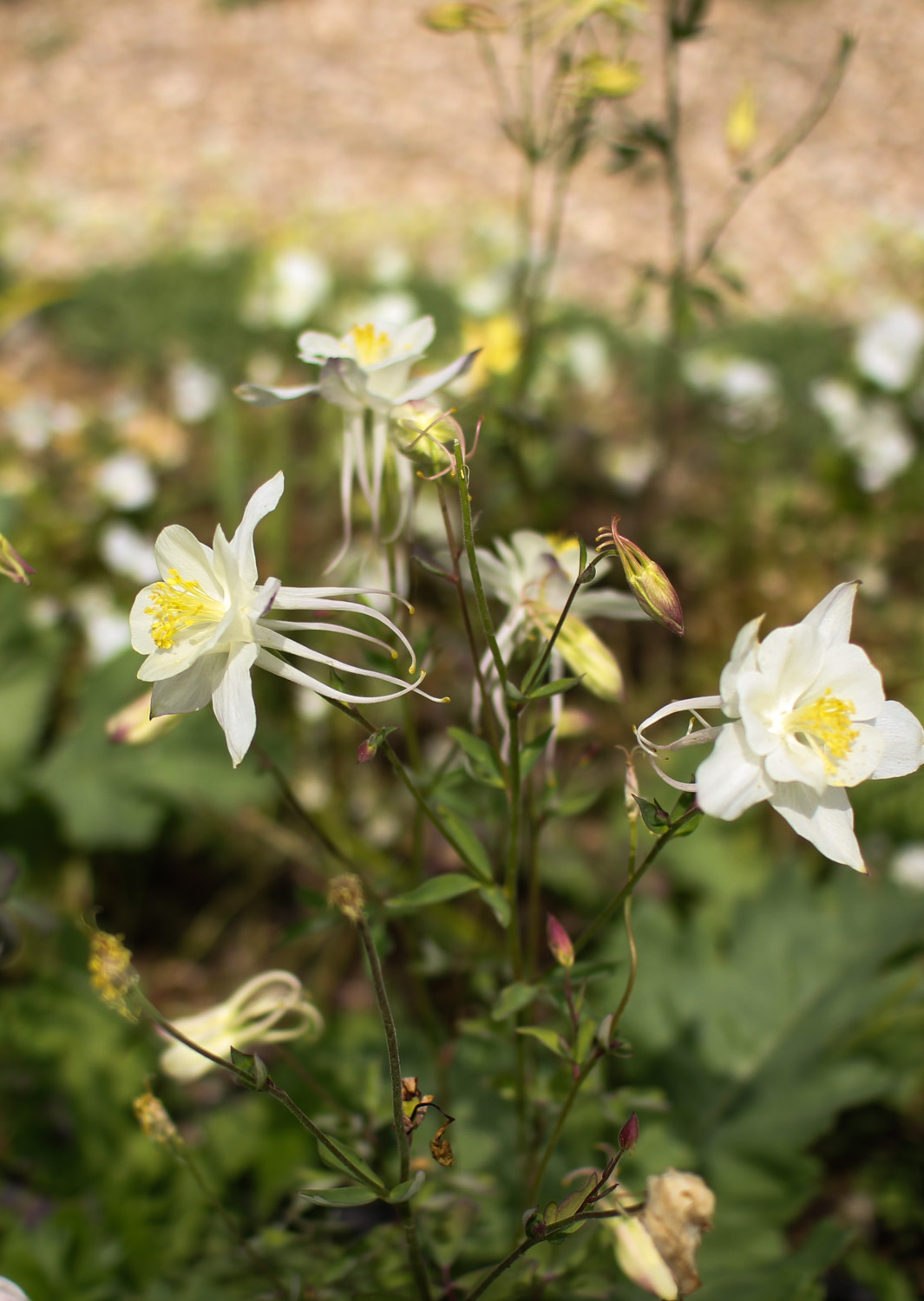 Flowers in Monet's Garden, Giverny