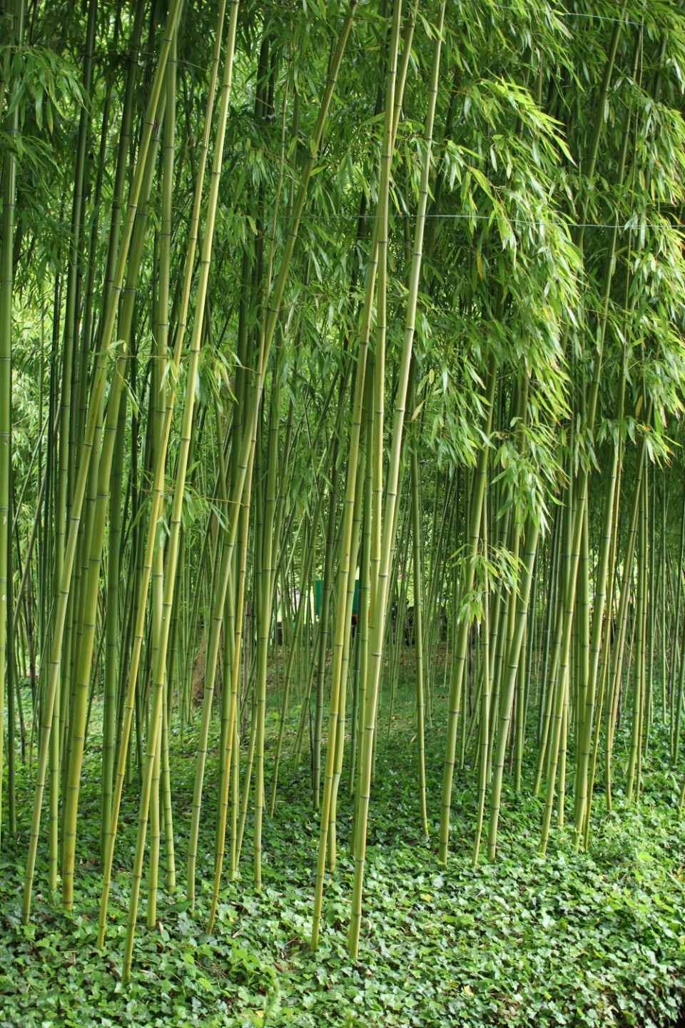 Bamboo in Monet's Garden, Giverny Bamboo in Monet's Garden, Giverny