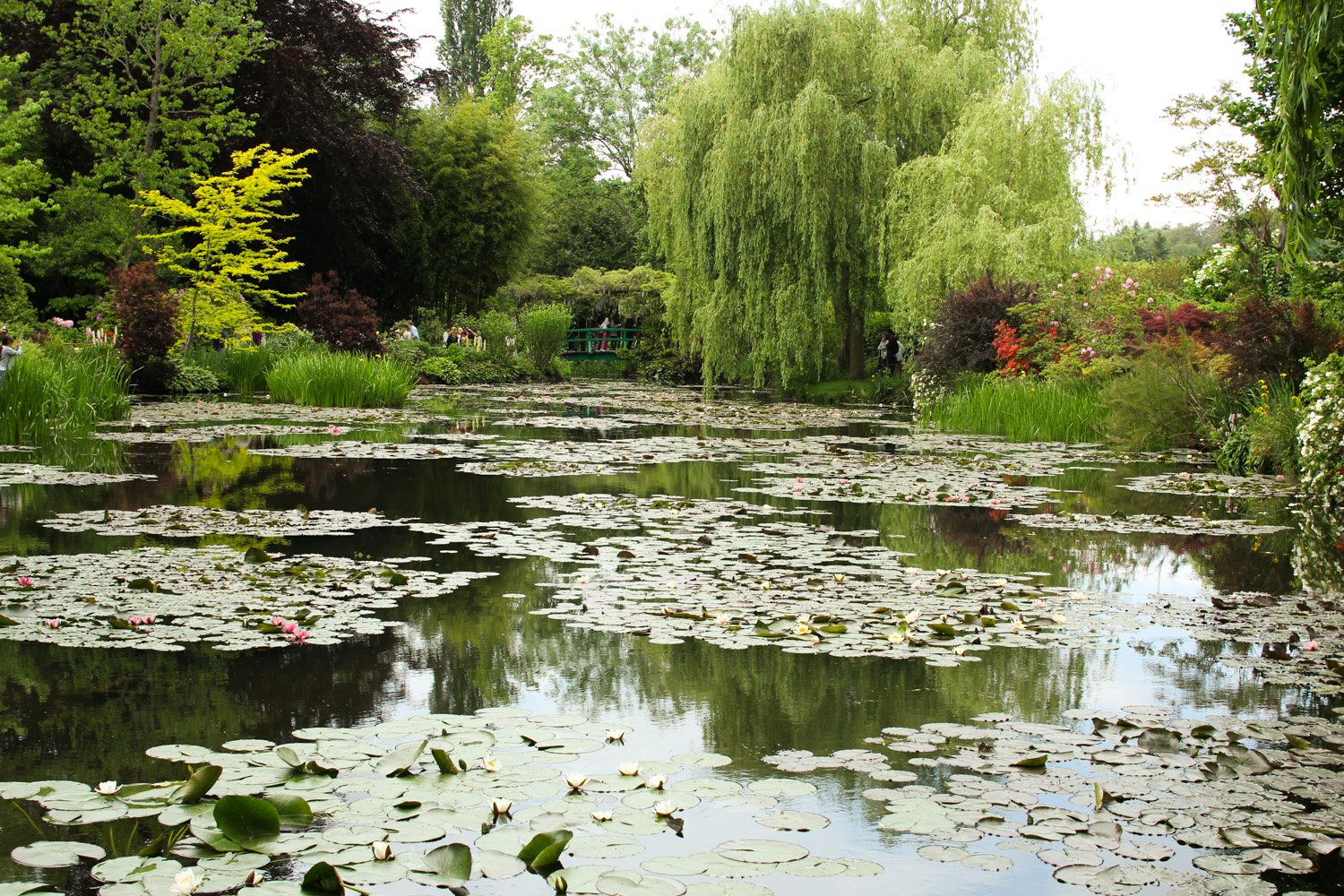 Waterlilies in Monet's Garden, Giverny