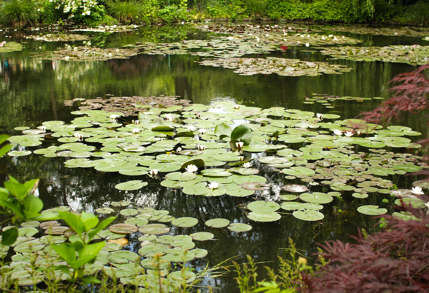 Waterlilies in Monet's Garden, Giverny