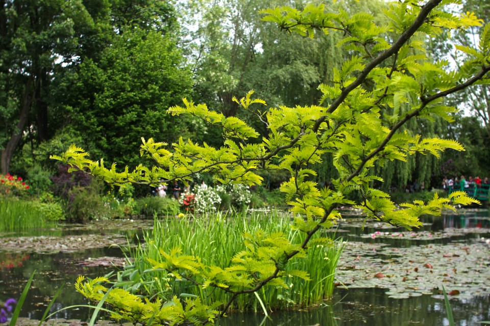 Monet's Garden, Giverny Monet's Garden, Giverny
