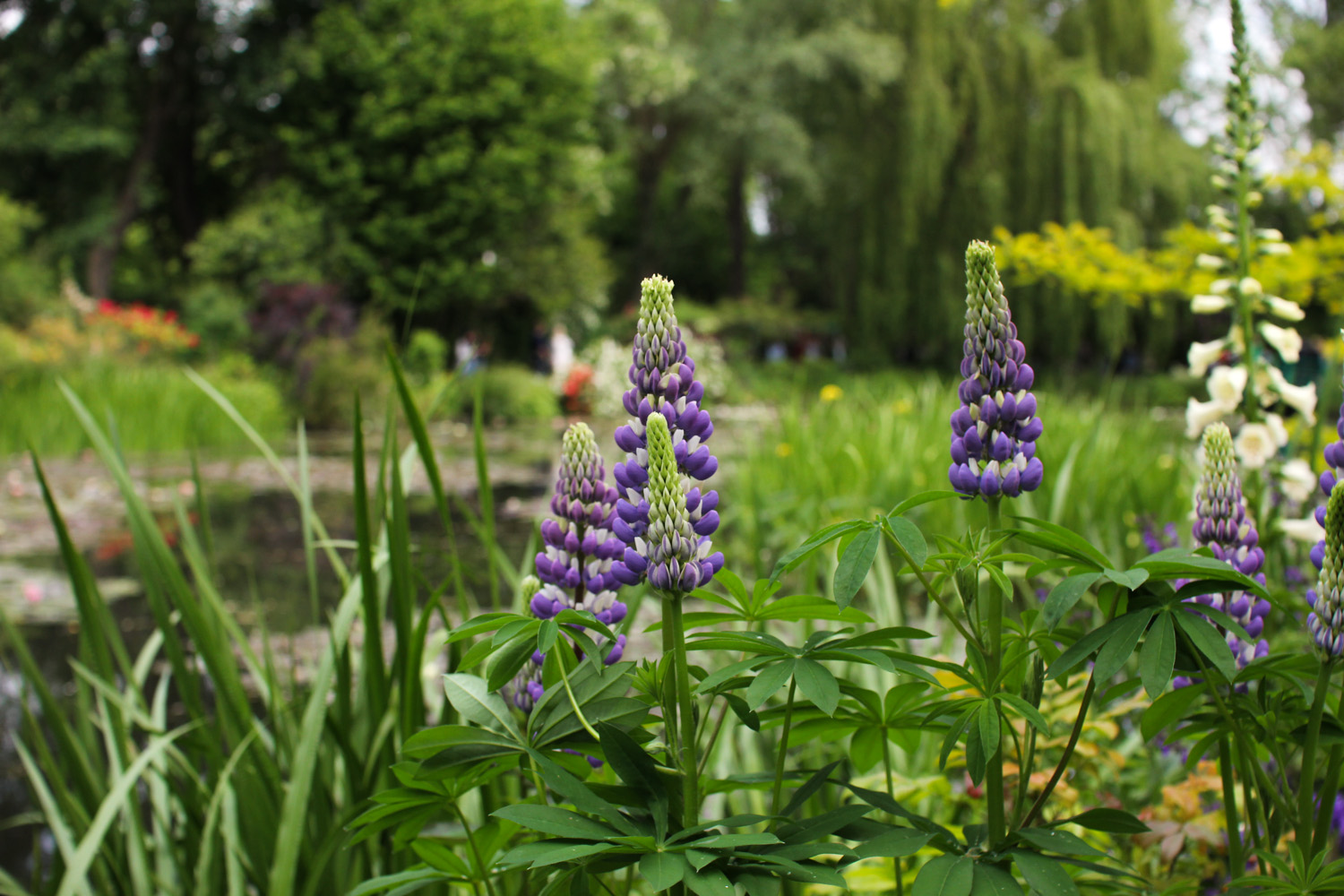 Flowers in Monet's Garden, Giverny