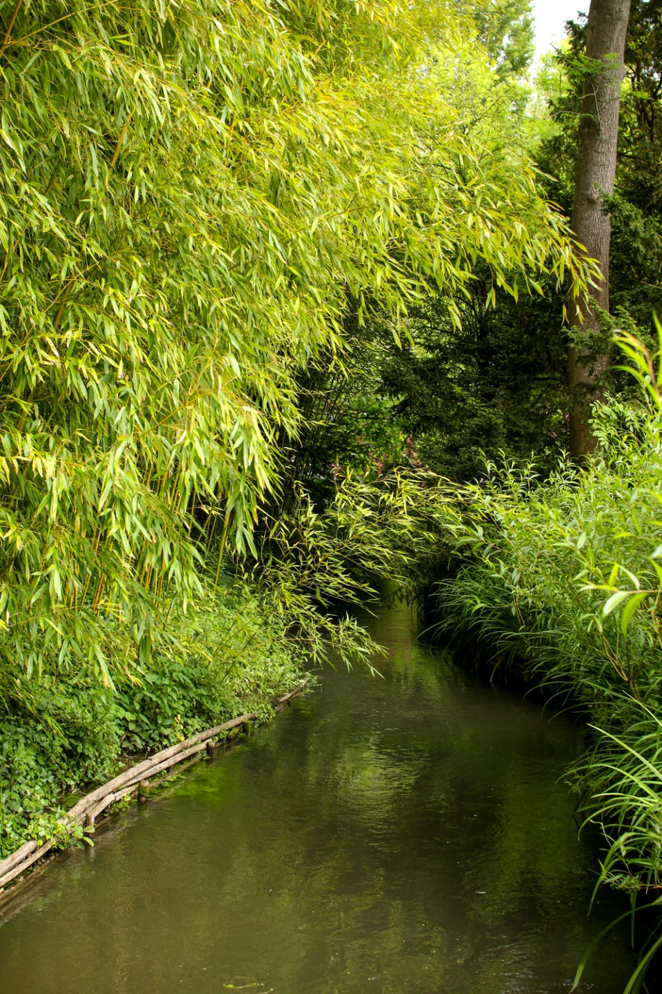 Bamboo in Monet's Garden, Giverny Bamboo in Monet's Garden, Giverny