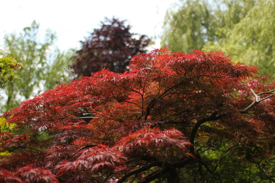Japanese Maple in Monet's Garden, Giverny Japanese Maple in Monet's Garden, Giverny
