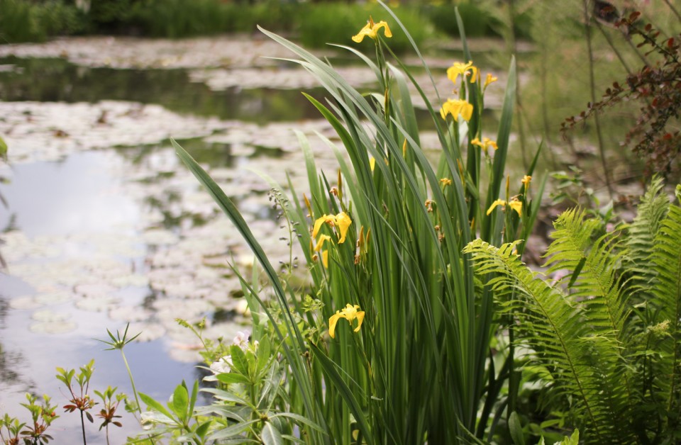 Daffodils in Monet's Garden, Giverny Daffodils in Monet's Garden, Giverny