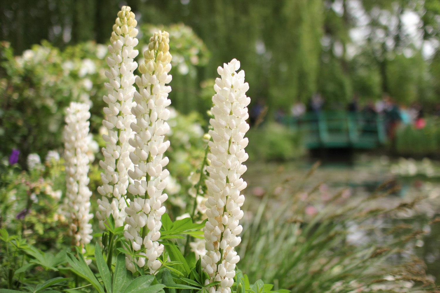 Flowers in Monet's Garden, Giverny