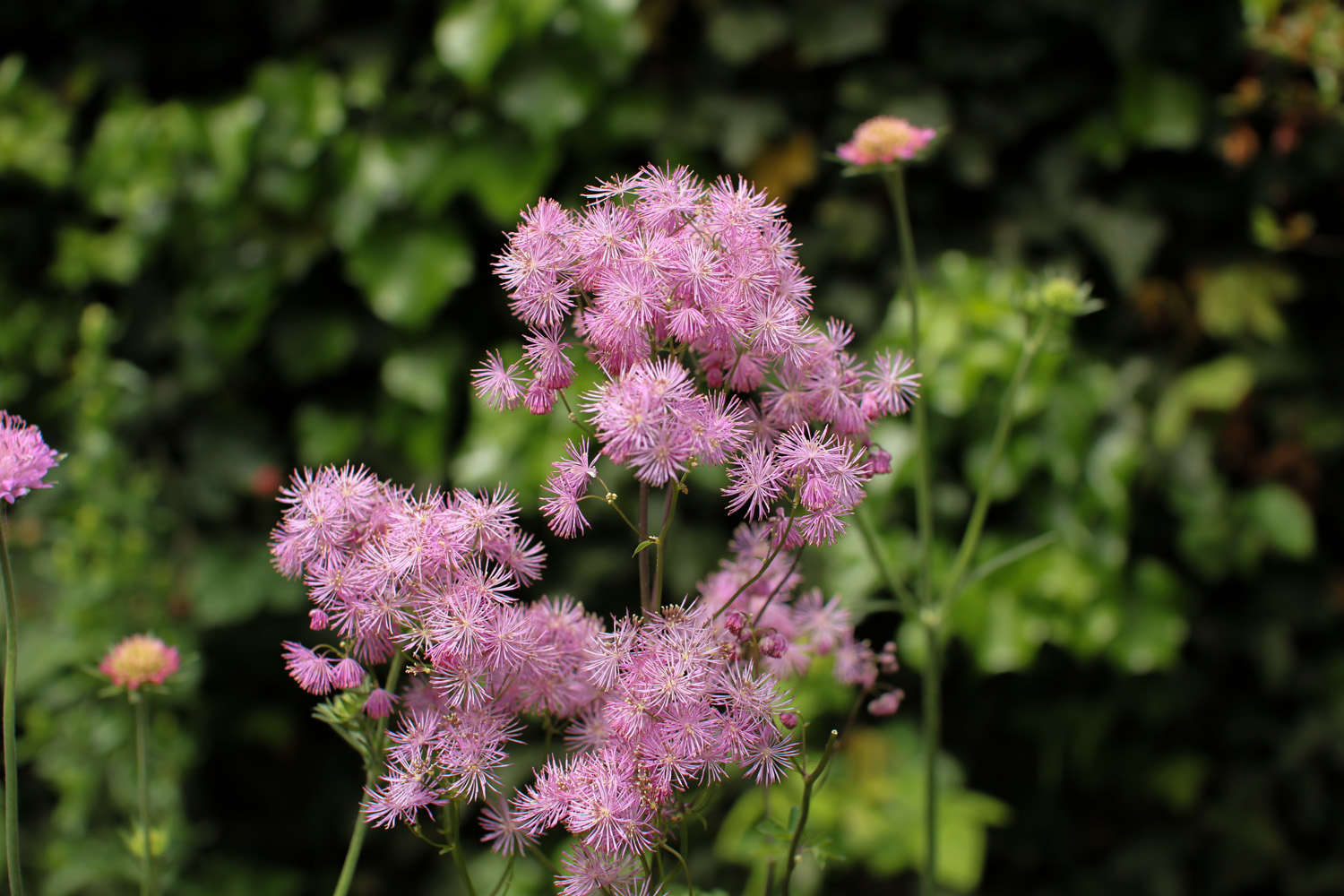 Flowers in Monet's Garden, Giverny